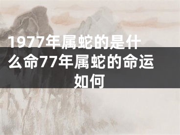 1977年属蛇的是什么命77年属蛇的命运如何