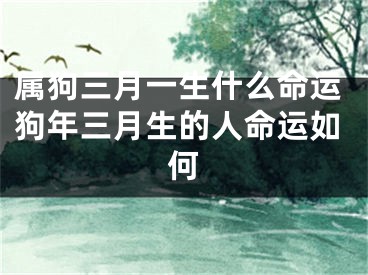 属狗三月一生什么命运狗年三月生的人命运如何