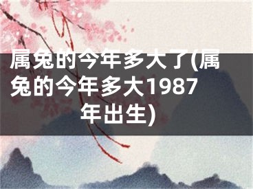 属兔的今年多大了(属兔的今年多大1987年出生)