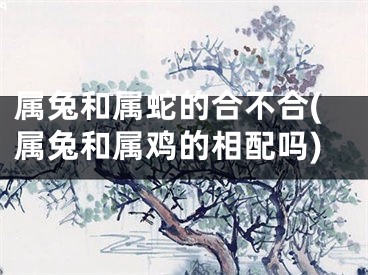 属兔和属蛇的合不合(属兔和属鸡的相配吗)