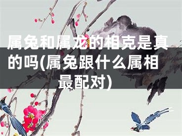 属兔和属龙的相克是真的吗(属兔跟什么属相最配对)