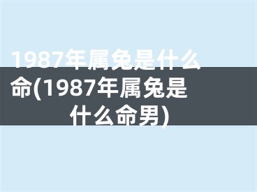 1987年属兔是什么命(1987年属兔是什么命男)