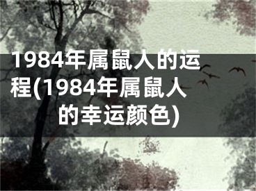 1984年属鼠人的运程(1984年属鼠人的幸运颜色)