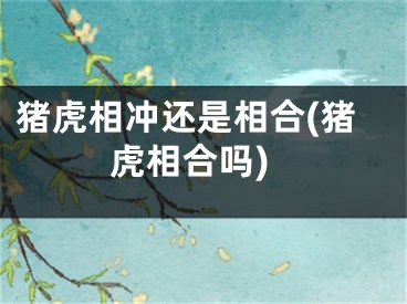 猪虎相冲还是相合(猪虎相合吗)