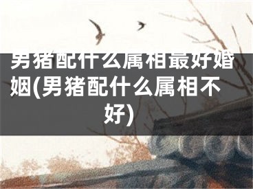 男猪配什么属相最好婚姻(男猪配什么属相不好)