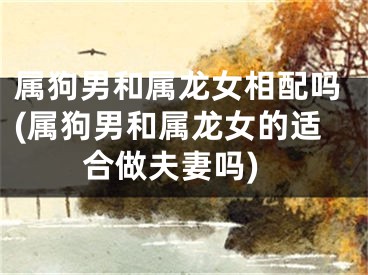 属狗男和属龙女相配吗(属狗男和属龙女的适合做夫妻吗)
