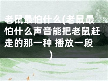 老鼠最怕什么(老鼠最怕什么声音能把老鼠赶走的那一种 播放一段)