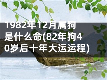1982年12月属狗是什么命(82年狗40岁后十年大运运程)