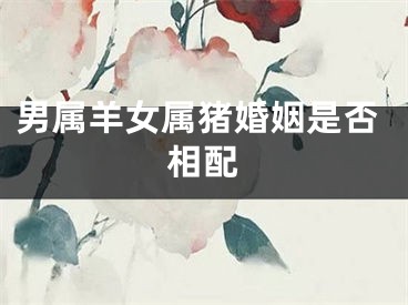 男属羊女属猪婚姻是否相配