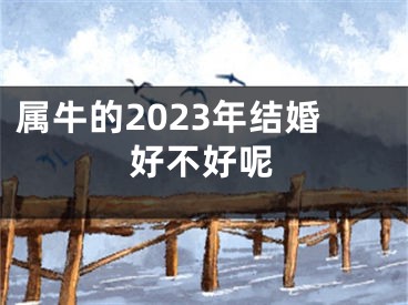 属牛的2023年结婚好不好呢