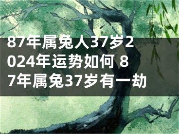 87年属兔人37岁2024年运势如何 87年属兔37岁有一劫