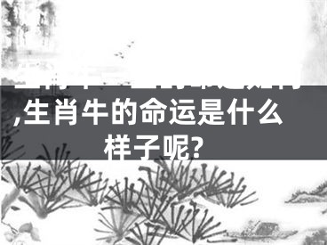 生肖牛一生的命运如何,生肖牛的命运是什么样子呢?